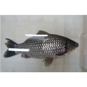 中鲫鱼（0.4～0.7斤）